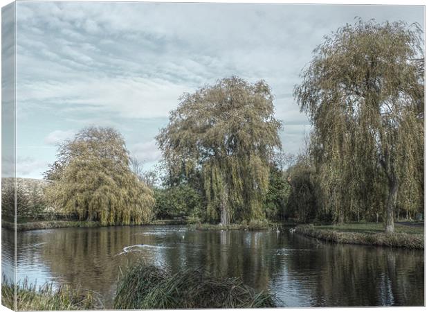 willows hdr Canvas Print by Martyn Bennett