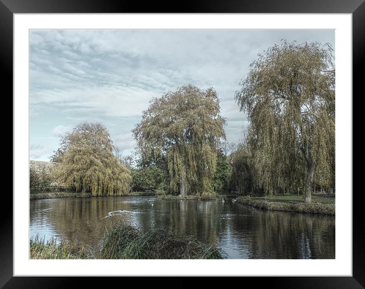 willows hdr Framed Mounted Print by Martyn Bennett