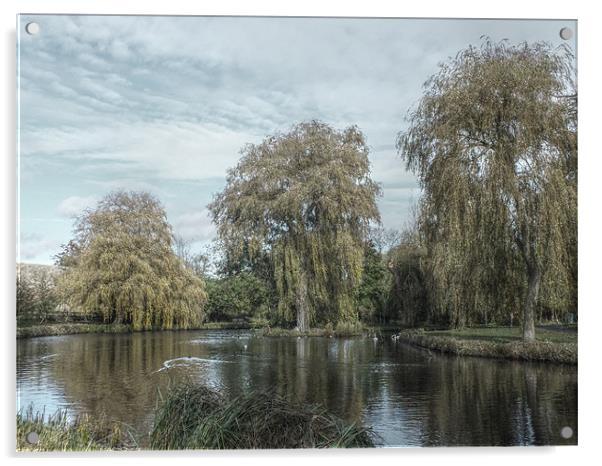 willows hdr Acrylic by Martyn Bennett