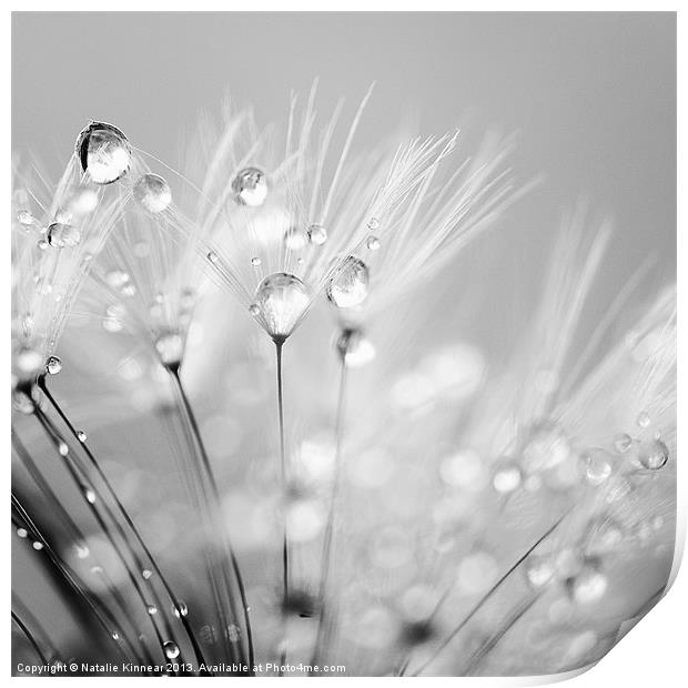 Dandelion Seed with Water Droplets in Black and Wh Print by Natalie Kinnear