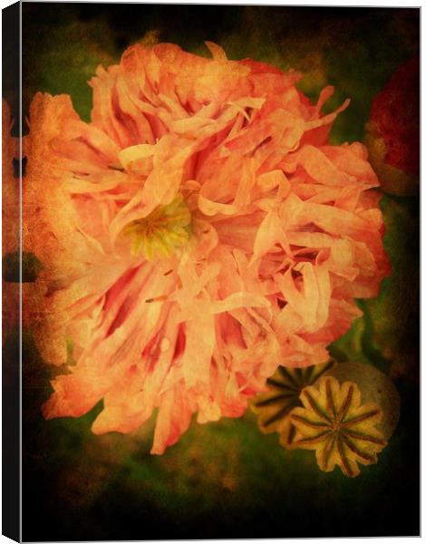 Peony - Painted Lady. Canvas Print by Heather Goodwin