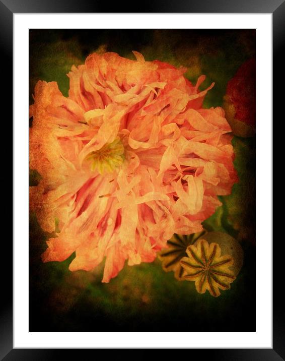 Peony - Painted Lady. Framed Mounted Print by Heather Goodwin