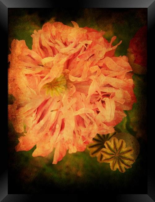 Peony - Painted Lady. Framed Print by Heather Goodwin