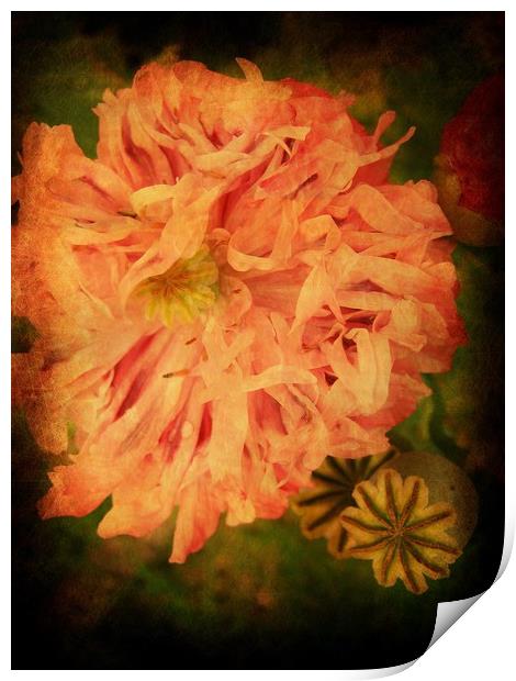 Peony - Painted Lady. Print by Heather Goodwin