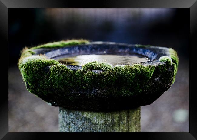 Birdbath Framed Print by Keith Campbell