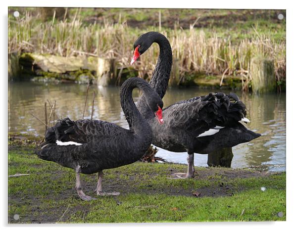 Black swans courting Acrylic by sharon bennett