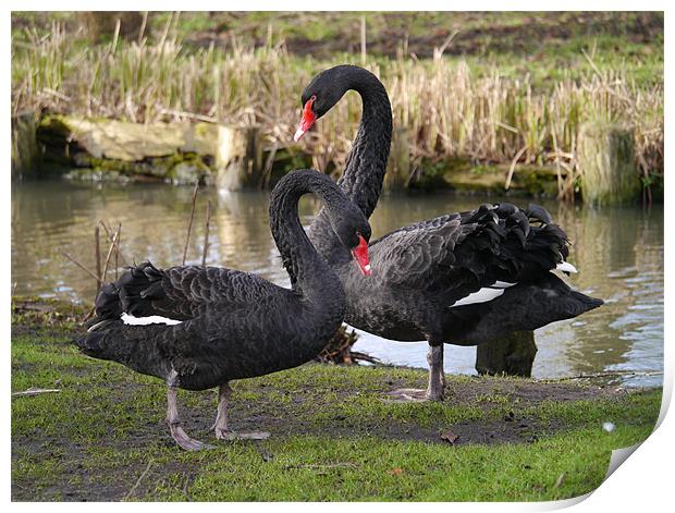 Black swans courting Print by sharon bennett