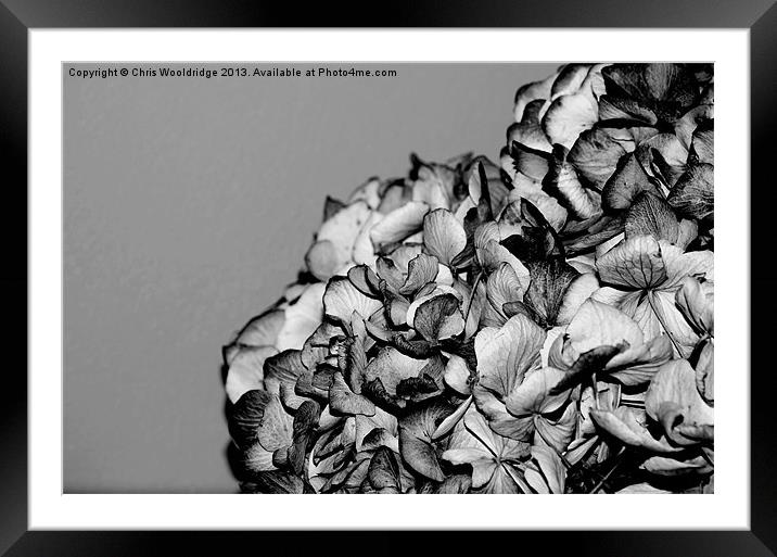 Dried Flowers Framed Mounted Print by Chris Wooldridge