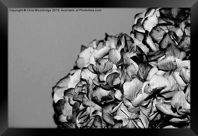 Dried Flowers Framed Print by Chris Wooldridge