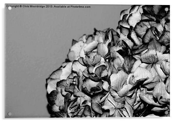 Dried Flowers Acrylic by Chris Wooldridge