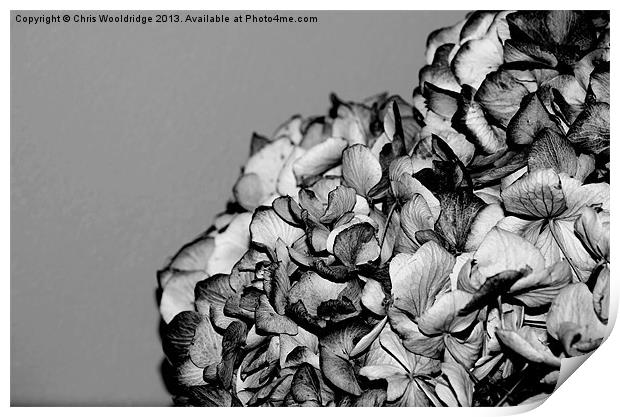 Dried Flowers Print by Chris Wooldridge