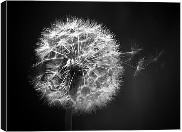 Dandelion Whispers Canvas Print by Aj’s Images