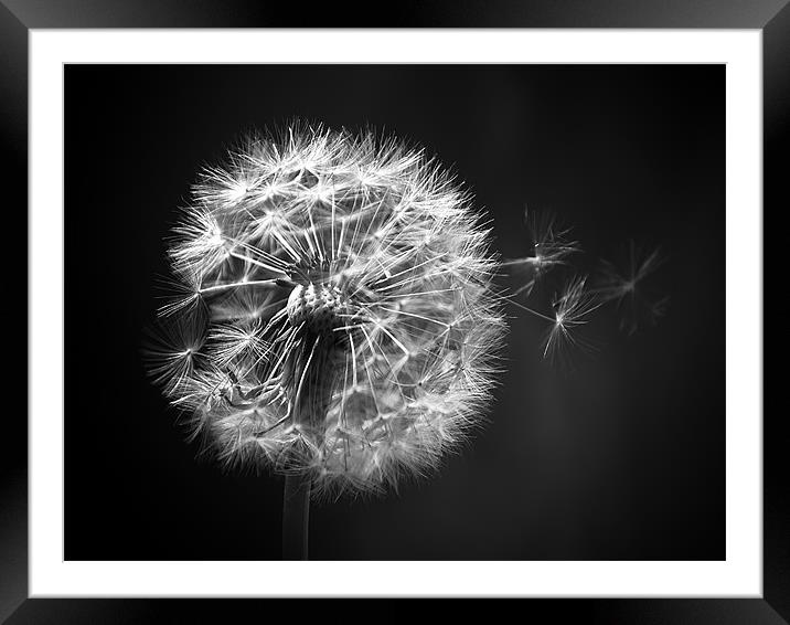 Dandelion Whispers Framed Mounted Print by Aj’s Images