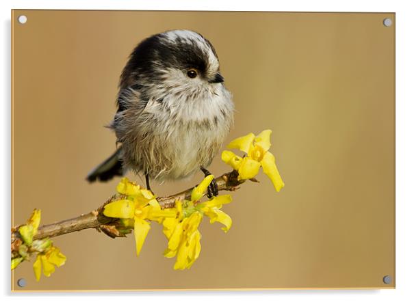 Longtail Tit on Forsythia Acrylic by Mick Vogel