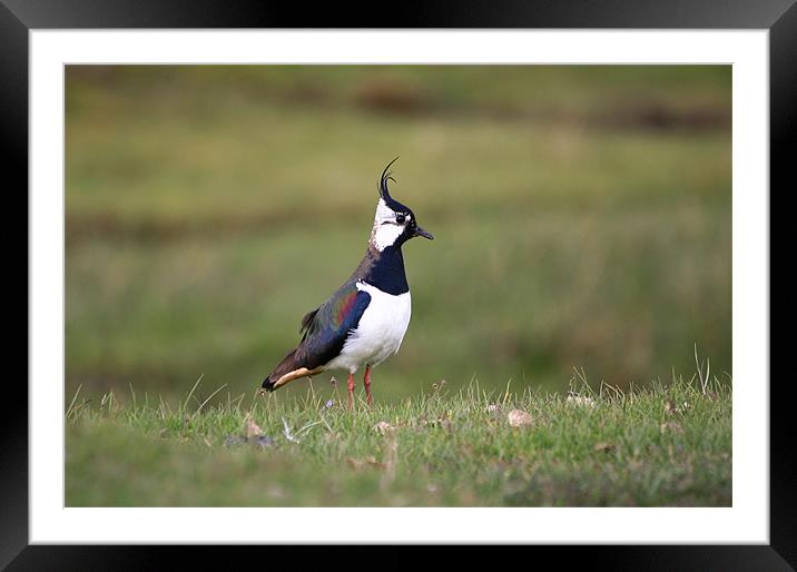 Lapwing standing close up Framed Mounted Print by Linda More