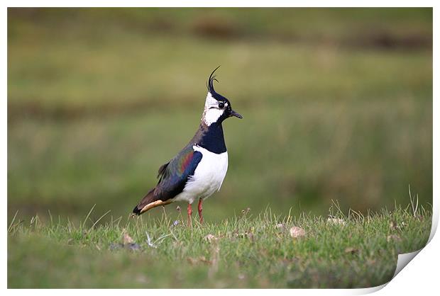 Lapwing standing close up Print by Linda More