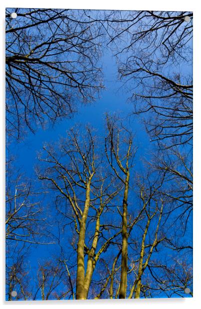 English Forest Trees Acrylic by David Pyatt