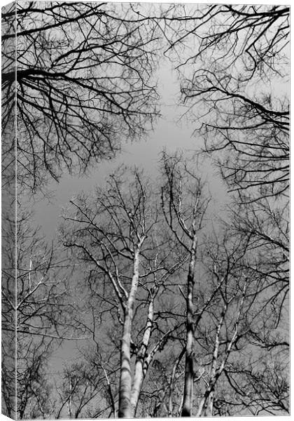 English Forest Trees Canvas Print by David Pyatt