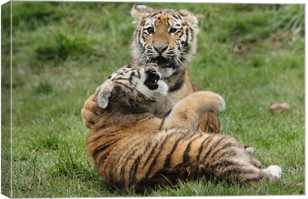 Amur Tiger Cubs Fighting Canvas Print by Selena Chambers