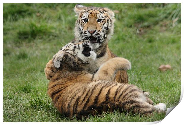Amur Tiger Cubs Fighting Print by Selena Chambers