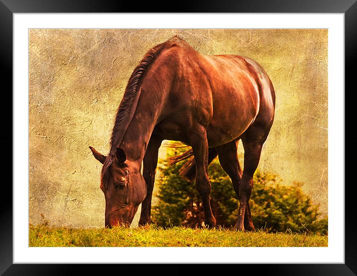 Pastures new Framed Mounted Print by Dawn Cox