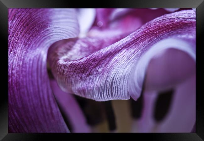 Texture and Flow. Macro Tulip Framed Print by Buster Brown