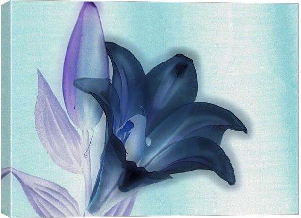 negative lily Canvas Print by carin severn