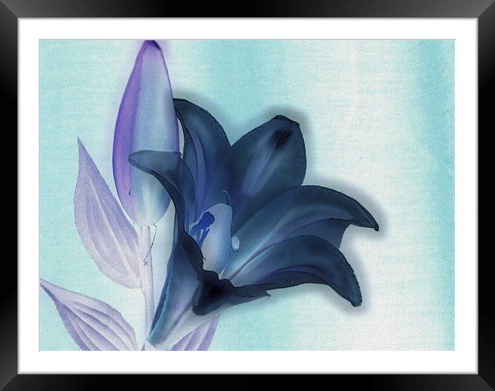 negative lily Framed Mounted Print by carin severn