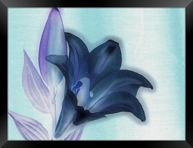 negative lily Framed Print by carin severn