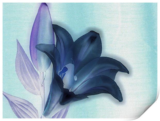 negative lily Print by carin severn