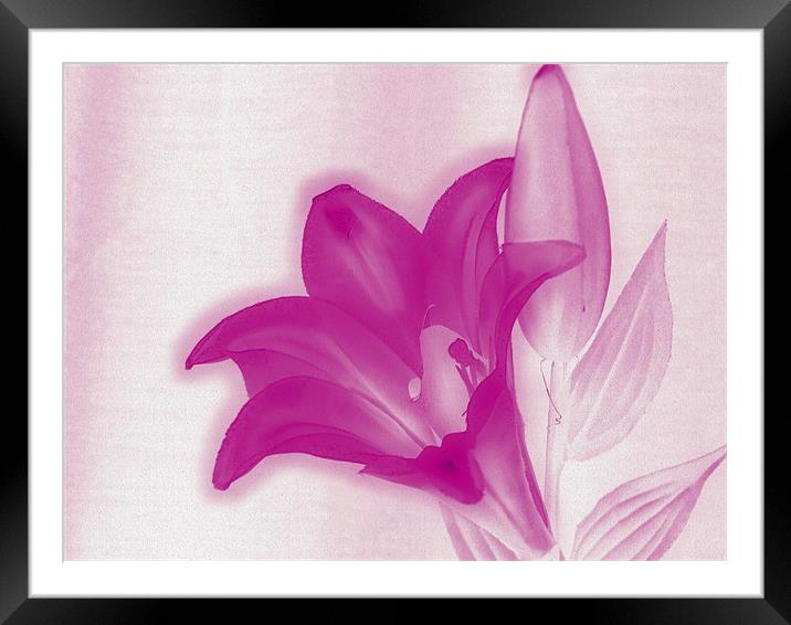 flowers in pink Framed Mounted Print by carin severn