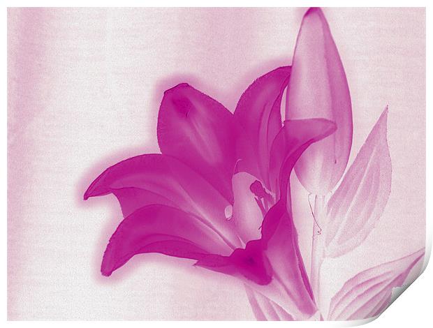 flowers in pink Print by carin severn