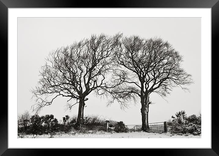 Two snowy trees Framed Mounted Print by Pete Hemington
