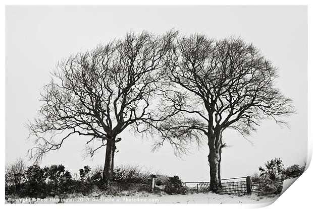 Two snowy trees Print by Pete Hemington