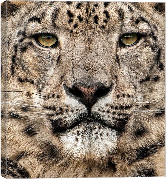 Snow Leopard Canvas Print by steve weston