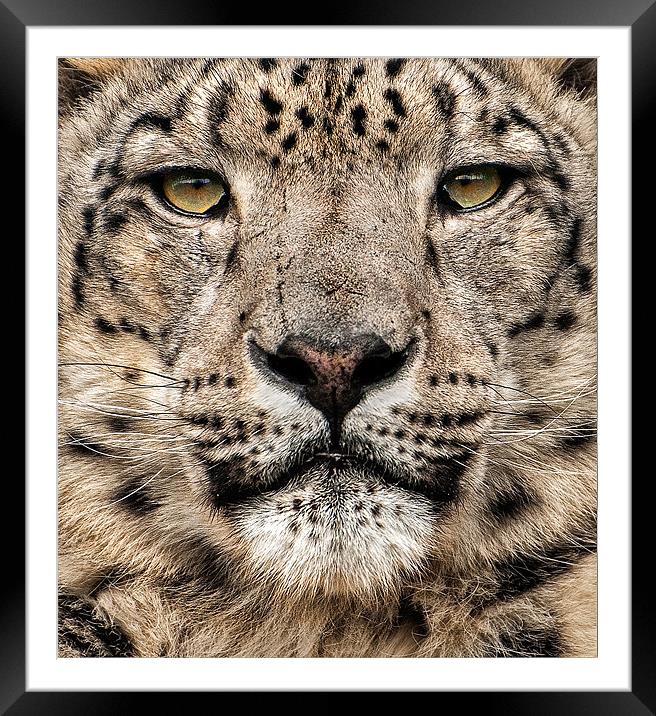 Snow Leopard Framed Mounted Print by steve weston