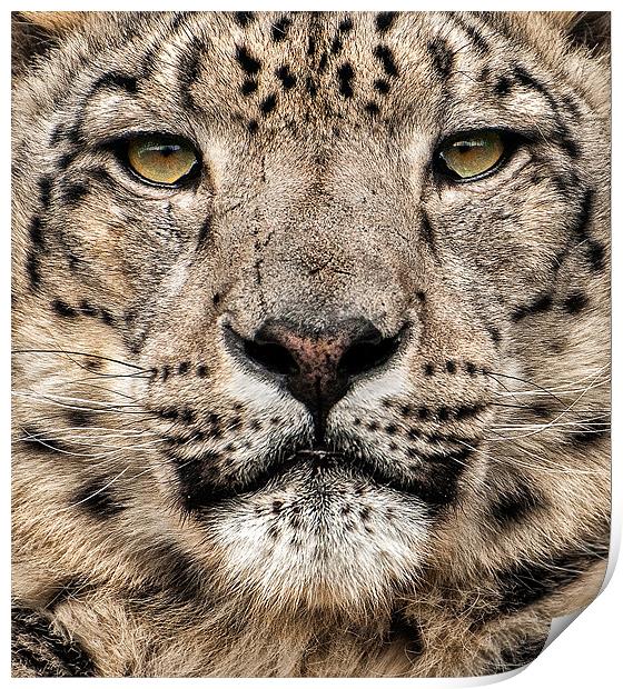 Snow Leopard Print by steve weston