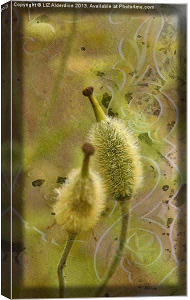 Seed Pods - Meconopsis paniculata Canvas Print by LIZ Alderdice