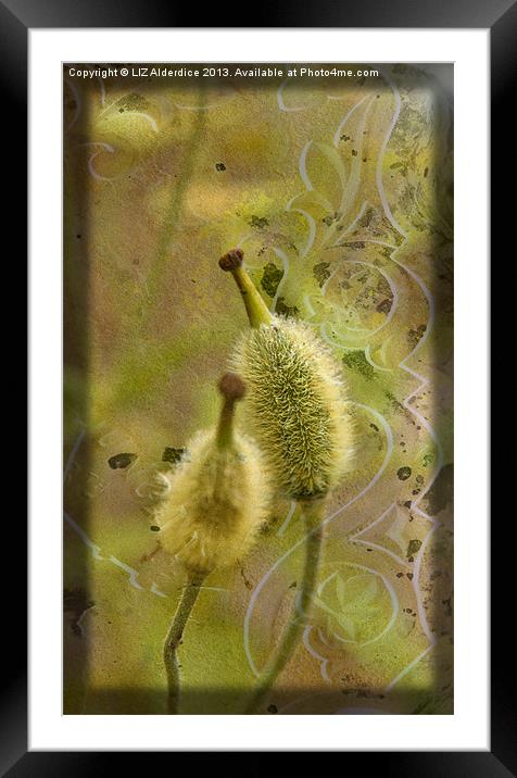 Seed Pods - Meconopsis paniculata Framed Mounted Print by LIZ Alderdice