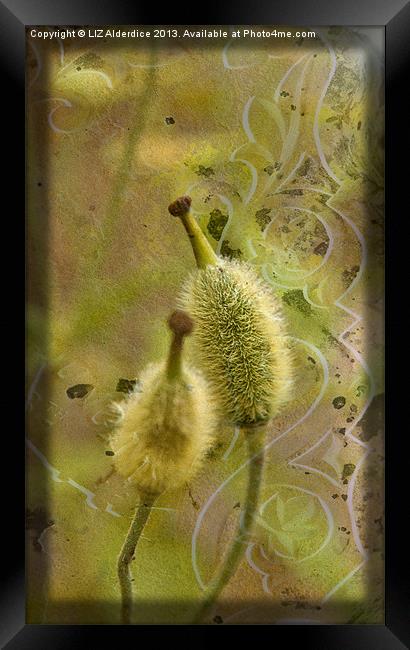 Seed Pods - Meconopsis paniculata Framed Print by LIZ Alderdice