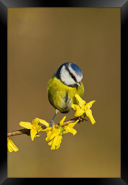 Blue Tit on yellow flower Framed Print by Mick Vogel