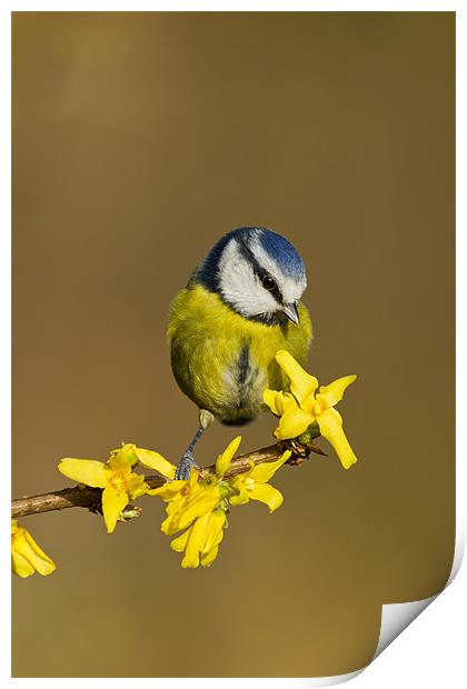 Blue Tit on yellow flower Print by Mick Vogel