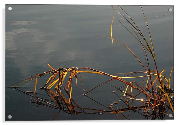 Bowing Reeds  Acrylic by Robert Gillespie