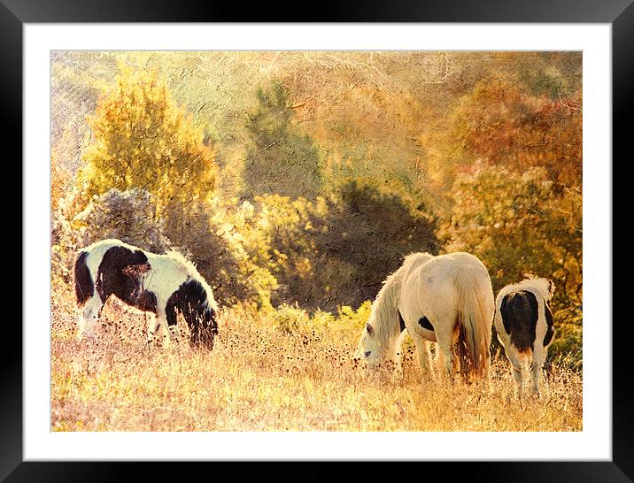 Golden Autumn morning Framed Mounted Print by Dawn Cox