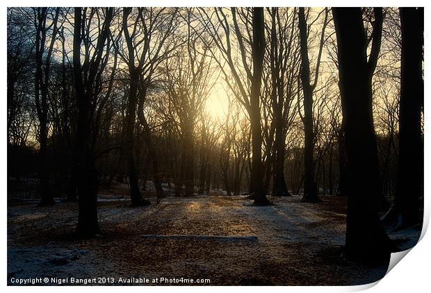 Winter Forest Print by Nigel Bangert