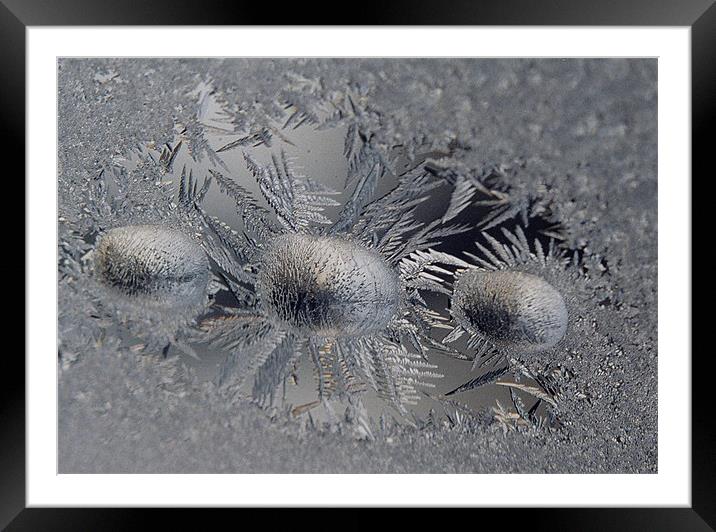 Frost with three droplets  Framed Mounted Print by Donna-Marie Parsons
