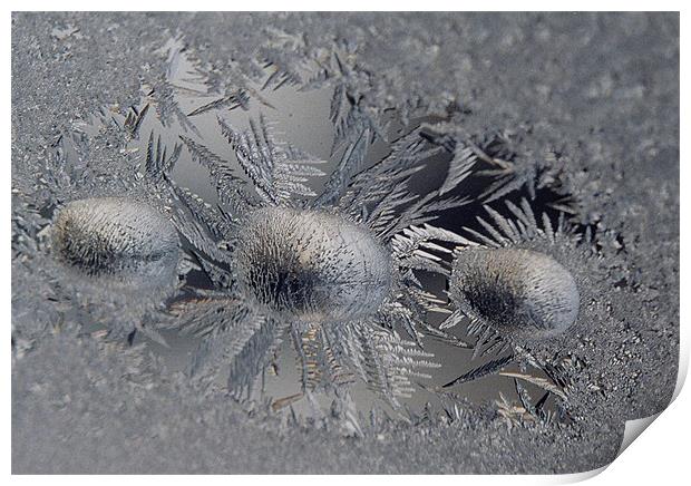 Frost with three droplets  Print by Donna-Marie Parsons