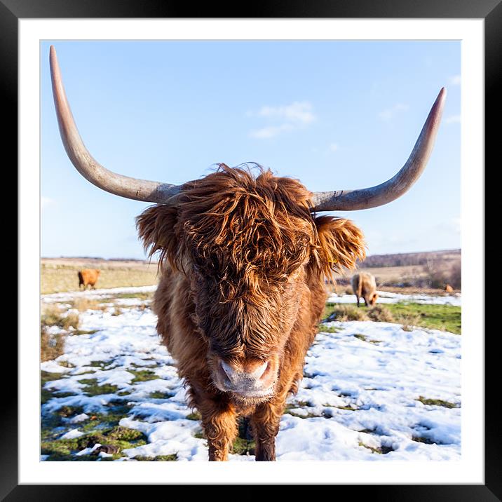 Highland Cow Framed Mounted Print by Jonathan Swetnam