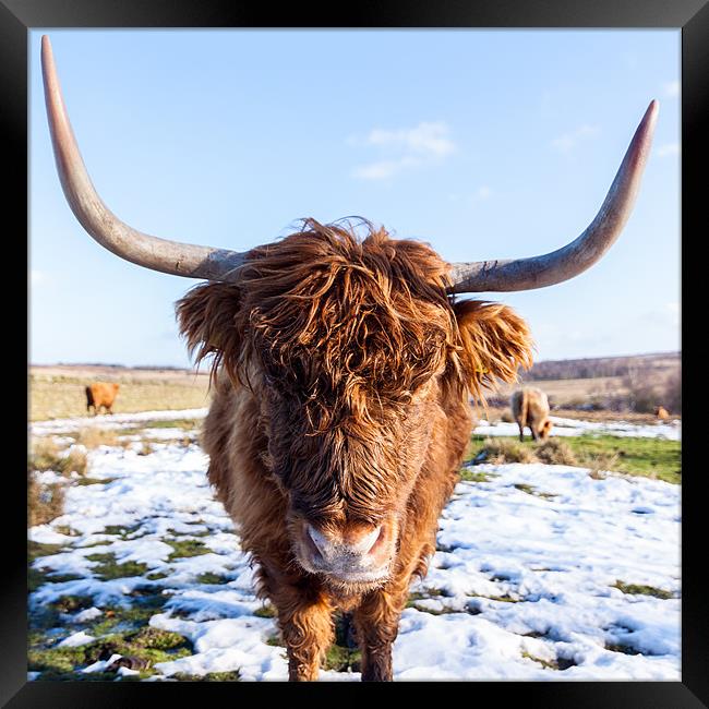 Highland Cow Framed Print by Jonathan Swetnam