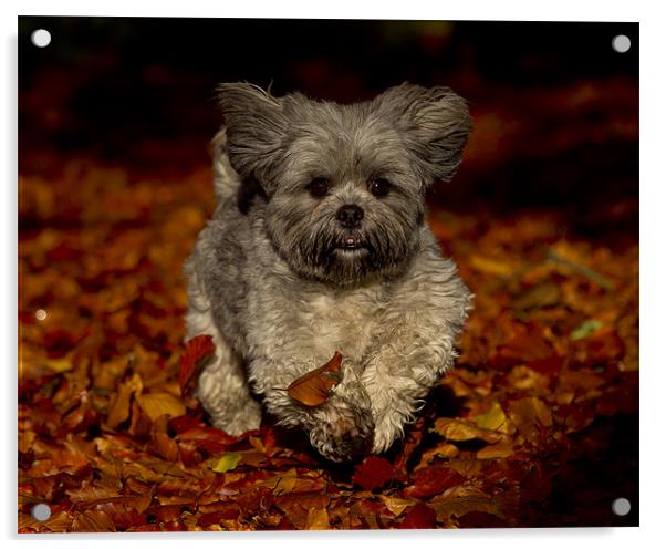 Playing in the leaves Acrylic by Keith Campbell